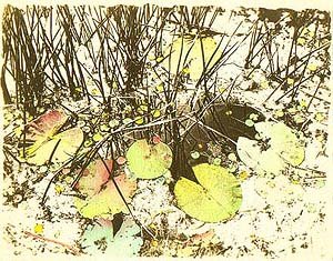 lillies - van dyke with water colour 1985