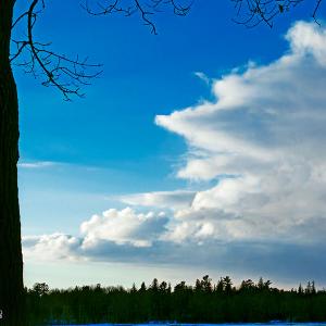 21feb21_Cloud framed by trees