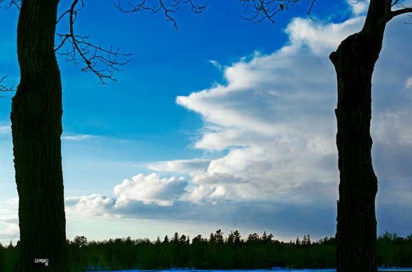 21feb21_Cloud framed by trees