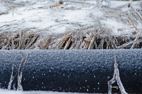 05apr23_ice storm @ Karl Ciesluk' garden 