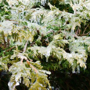 05apr23_ice storm @ Karl Ciesluk' garden 