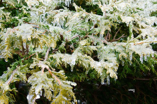 05apr23_ice storm @ Karl Ciesluk' garden 