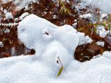 13nov19_snow puppy