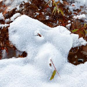 13nov19_snow puppy