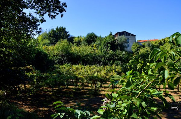 marzano appio, caserta