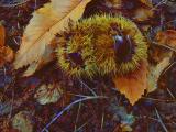 marzano appio, caserta_chestnuts