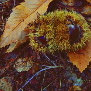 marzano appio, caserta_chestnuts