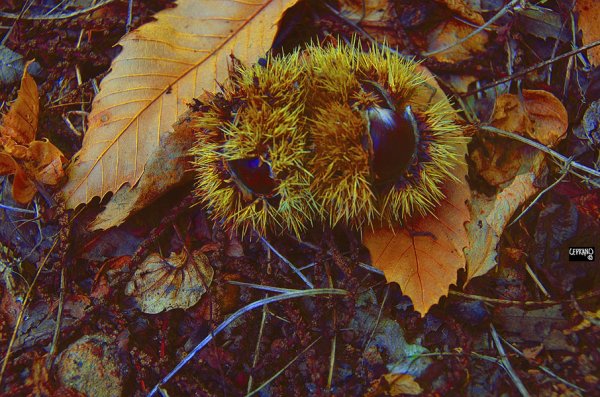 marzano appio, caserta_chestnuts